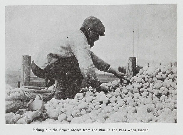 A blue boulder gatherer at work on the beach, Rye Harbour, Sussex (b / w photo)
