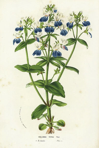 Blue-eyed mary, Collinsia verna. Handcoloured lithograph from Louis van Houtte and Charles Lemaire's Flowers of the Gardens and Hothouses of Europe, Flore des Serres et des Jardins de l'Europe, Ghent, Belgium, 1856