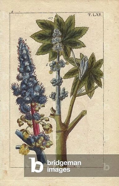 Blue flowered castor oil plant, Ricinus communis