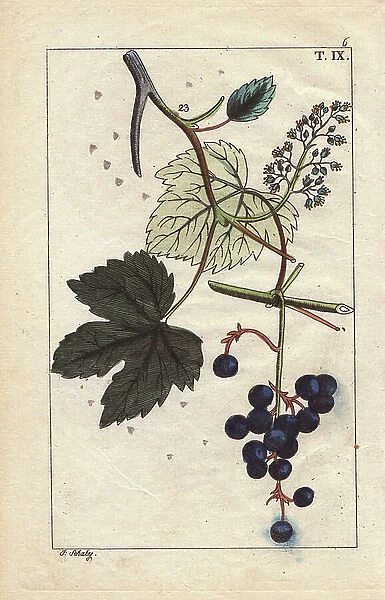 Blue grapes on vine, Vinis vitifera