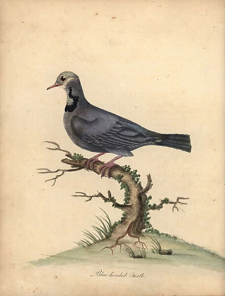 Blue-headed quail-dove, Starnoenas cyanocephala. Endangered. (Blue headed turtle or pigeon, Columba cyanocephala) Handcoloured copperplate engraving of an illustration by William Hayes from Portraits of Rare