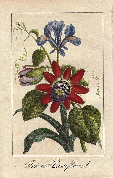 Blue iris and passionflower, Iris spuria and Passiflora alata