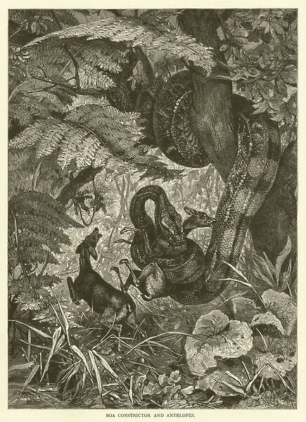 Boa constrictor and antelopes (engraving)