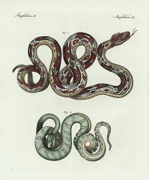 Boa constrictor and emerald tree boa. Handcoloured copperplate engraving from Bertuch's ' Bilderbuch fur Kinder' (Picture Book for Children), Weimar, 1798