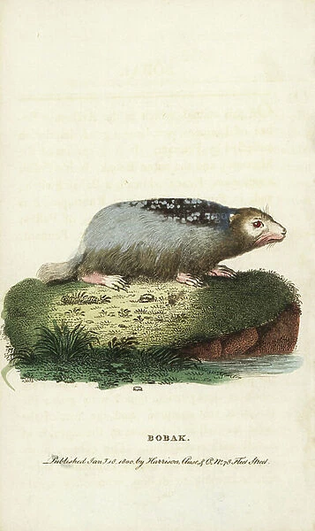 Bobak marmot, Marmota bobak. Illustration copied from Thomas Pennant. Handcoloured copperplate engraving from ' The Naturalist's Pocket Magazine, ' Harrison, London, 1800