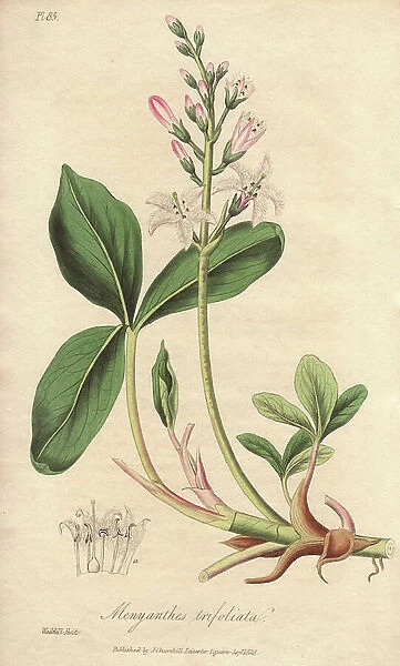 Bog bean, Menyanthes trifoliata