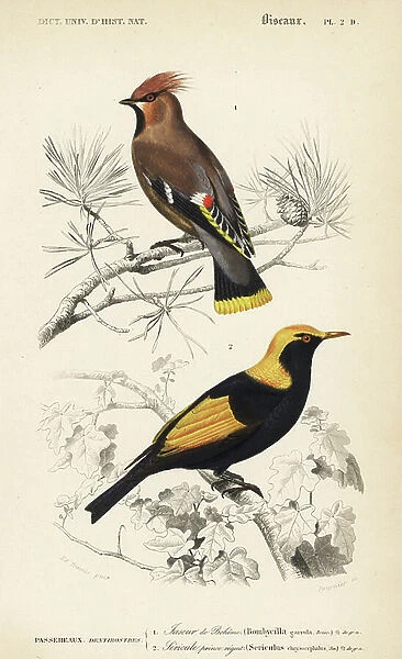 Bohemian waxwing, Bombycilla garrulus, and Regent bowerbird. Sericulus chrysocephalus. Handcoloured engraving by Fournier after an illustration by Edouard Travies from Charles d'Orbigny's Dictionnaire Universale d'Histoire Naturelle