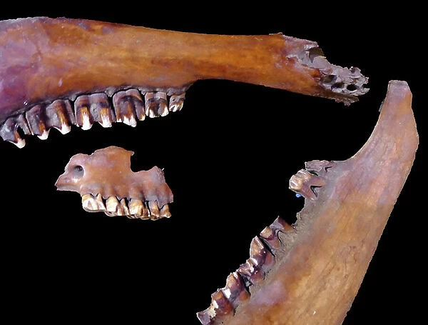 Bones of a primitive horse