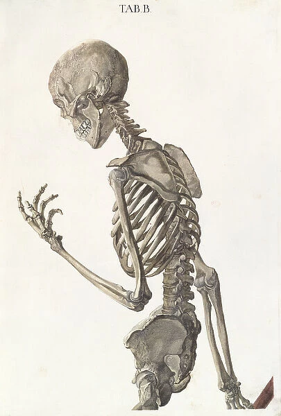 Bones of the skeleton, from Tabulae Osteologicae