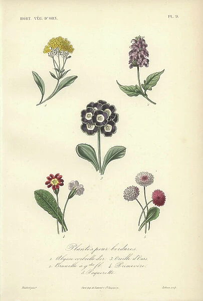 Five border plants: golden queen, large self-heal, primrose, clove pink and daisies