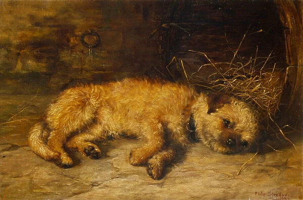 A Border Terrier Puppy, 1884 (oil on canvas)