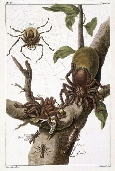 Botanical board: 1) Surinam spider on guajave and caterpillar cocoon 2