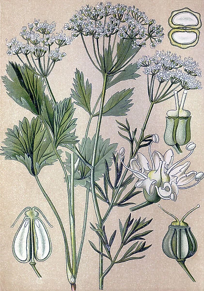 Botanical board, medicinal plant: anise (Pimpinella anisum), chromolithography around 1880