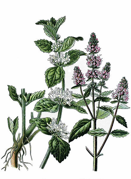Botanical board, medicinal plant: white marriage and peppermint, chromolithography around 1870