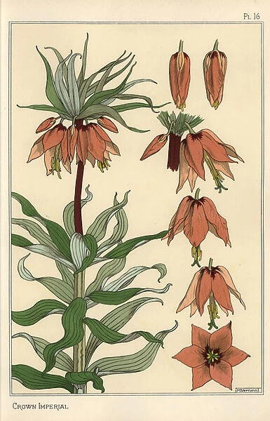 Botanical illustration of the crown imperial flower, Fritillaria imperialis, 1897 (lithograph)