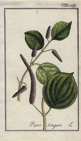 Botanical: long pepper - Long pepper, Piper longum. Handcoloured copperplate engraving from a drawing by B. Thanner from Johannes Zorn's ' Icons plantarum medicinalium, ' Germany, 1796