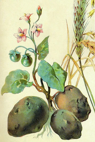 Botanical, vegetables from the vegetable garden: potato. Board from 'The Illustrated World' 1900