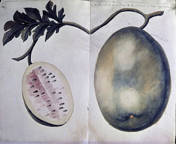 Botany: representation of a watermelon. Plate from 'History of the West Indies' by Jean Baptiste Labat known as Brother Labat (1663-1738) Dominican missionary, botanist, explorer and ethnographer. 1722. Private collection