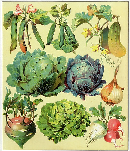 Botany, vegetables of the garden : celery, cabbage, lettuce, radish, kale, beans, onions and cucumbers. Plate from 'Le monde illustre' 1900 (lithograph)