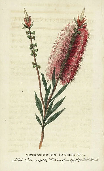 Bottlebrush flower, Callistemon lanceolatus. (Metrosideros lanceolata) Handcoloured copperplate engraving from ' The Naturalist's Pocket Magazine, ' Harrison, London, 1798