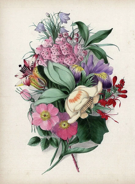 Bouquet of wild flowers: yellow tulip flower, pink eglantine, crimson red lobelia, blue campanule, lilies of the woods, etc... Illustration by Clarissa Badger (nee Munger, 1806-1889), lithography published in 'Wildflowers
