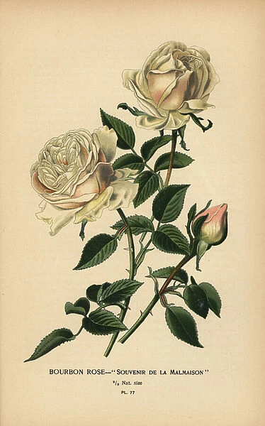 Bourbon rose, Souvenir de la Malmasion