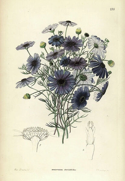 Brachycoma has iberide leaves (iberis) - Swan river daisy, Brachyscome iberidifolia. Handcoloured copperplate engraving by G. Barclay after Miss Sarah Drake from John Lindley and Robert Sweet's Ornamental Flower Garden and Shrubbery, G