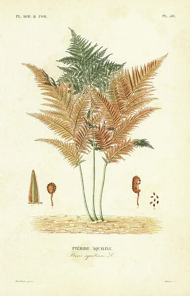 Bracken or common brake fern, Pteridium aquilinum, Pteris aquilina, Pteride aquiline