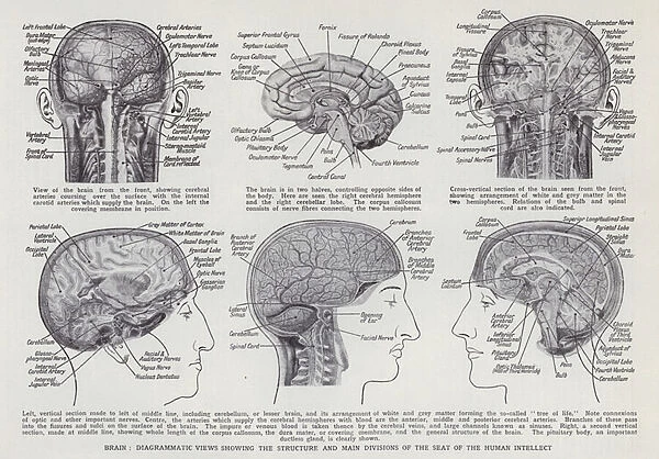 Brain, structure and main divisions (litho)