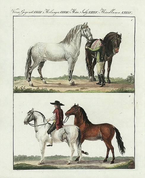 Breeds of horses, 18th century. Napolitan breed 1, and Spanish breed 2. Handcoloured copperplate engraving from Bertuch's ' Bilderbuch fur Kinder' (Picture Book for Children), Weimar, 1807