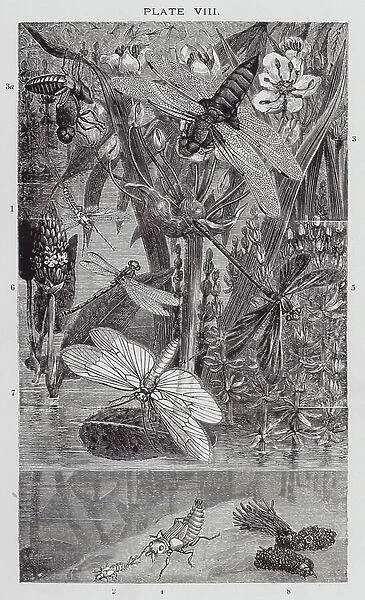 British Insects: Dragon-Flies, May-Flies, and Caddis (engraving)