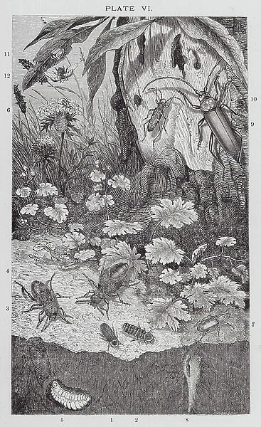 British Insects: Glow-Worm, Oil-Beetles, Weevils, Long-Horns, and Lady-Birds (engraving)