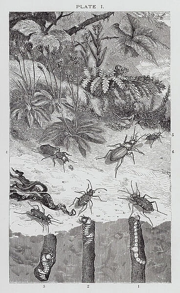 British Insects: Tiger Beetles and Bombardier (engraving)
