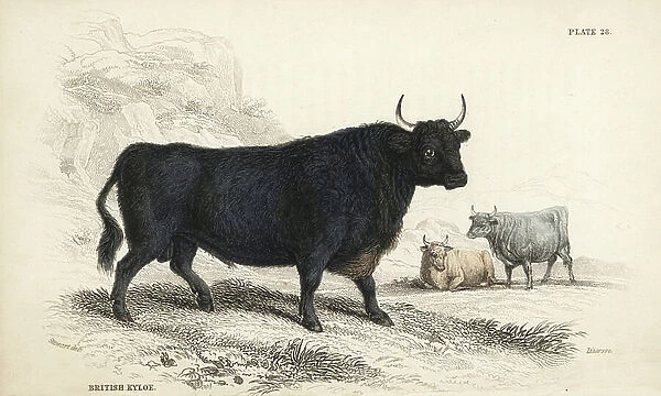 British Kyloe or Highland cattle, Bos (primigenius) taurus. Handcoloured steel engraving by Lizars after an illustration by James Stewart from William Jardine's Naturalist's Library, Edinburgh, 1836