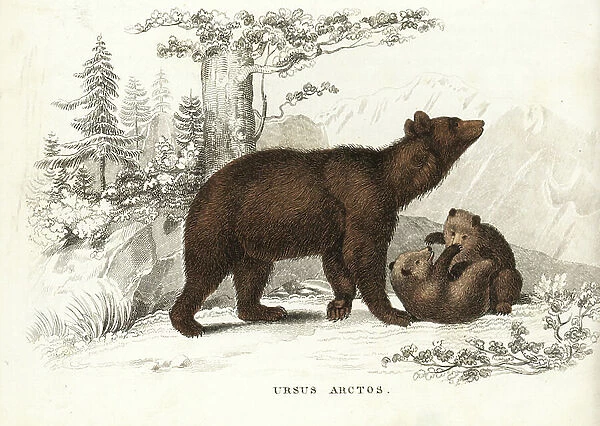 Brown bear and cubs, Ursus arctos. Handcoloured steel engraving from Georg Friedrich Treitschke's Gallery of Natural History, Naturhistorischer Bildersaal des Thierreiches, Liepzig-1842