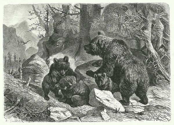 The Brown Bear (engraving)