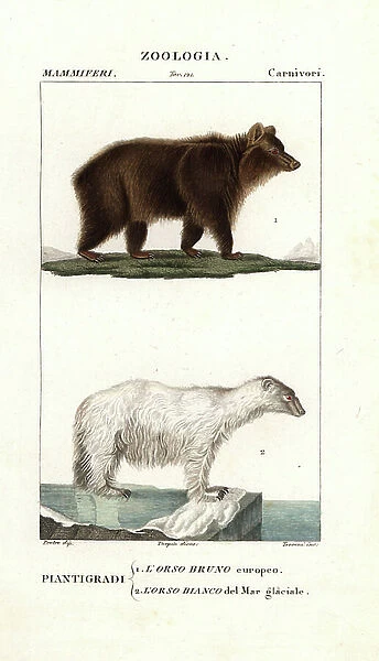 Brown bear and polar bear - Lithography, illustration by Jean Gabriel Pretre (1780-1885) edited by Pierre Jean Francois Turpin (1775-1840), extracted from the 'Dictionary of natural sciences' by Antoine de Jussieu (1686-1758) - Brown bear