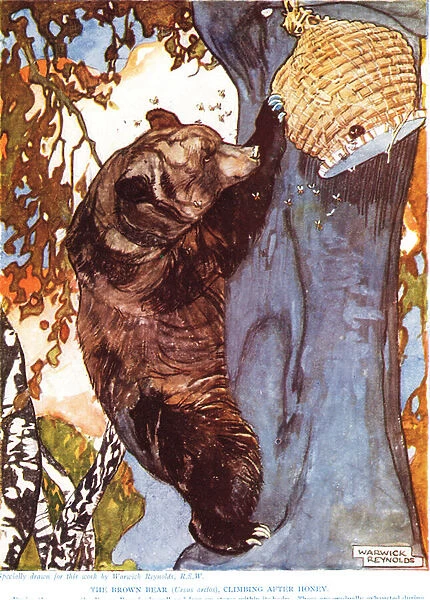 The Brown Bear (Ursus arctos), climbing after honey, illustration from