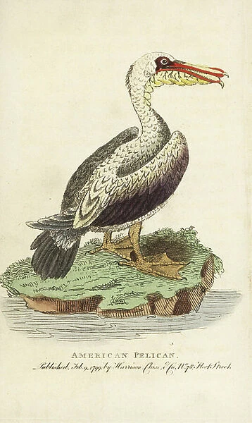 Brown pelican, Pelecanus occidentalis. Handcoloured copperplate engraving from ' The Naturalist's Pocket Magazine, ' Harrison, London, 1799