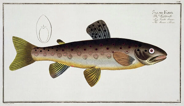 Brown Trout (Salmo Iasustris) plate XXIII from Ichthyologie