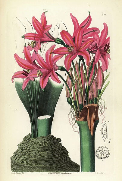 Brunsvigia grandiflora (Banks amaryllis, Amaryllis banksiana). Handcoloured copperplate engraving by G. Barclay after Miss Sarah Drake from John Lindley and Robert Sweet's Ornamental Flower Garden and Shrubbery, G. Willis, London, 1854