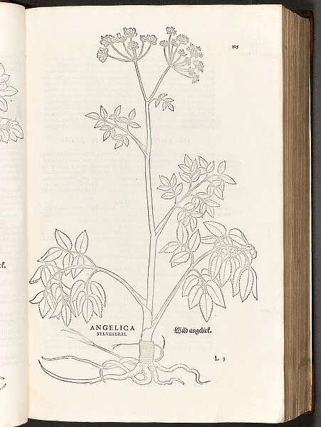 BT3. 267. 5 p. 125 Wild Angelica, illustration from De historia stirpium commentarii