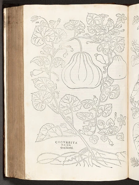 BT3. 267. 5 p. 368 Gourd, illustration from De historia stirpium commentarii