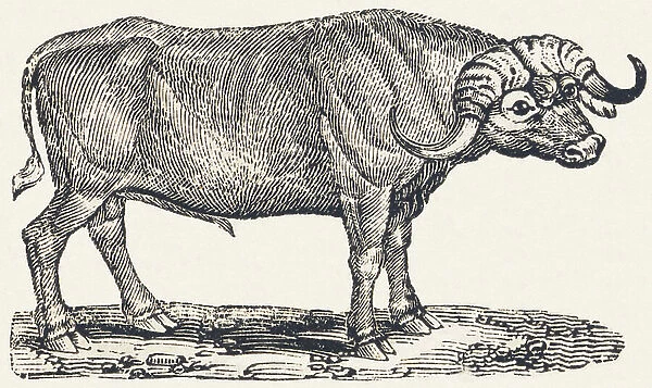 Buffalo, 1850 (engraving)