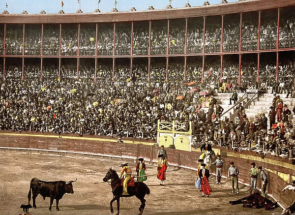 Bull Fight, Barcelona, Spain, Late 19th / early 20th century. A Picador is confronting the bull. A dead horse, gored by the bull, lies in right corner. Stadium Arena Spectator Tradition Blood Sport Tradition Ceremony Photochrome