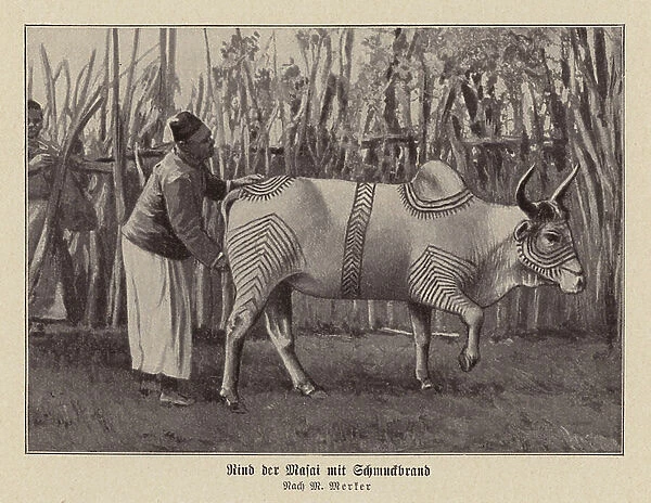 Bullock with decorative markings, Malaya (b / w photo)