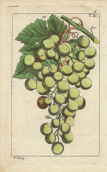 Bunch of muscat grapes, Vinis vitifera