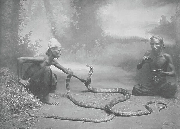Burma: Snake Charmers with Hamadryads, Kuy Cobras (b / w photo)