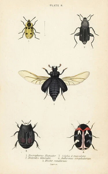 Burying beetle, Nicrophorus humator 1, carrion beetles, Necrodes littoralis 2, Dendroxena quadrimaculata 3, carpet beetle, Anthrenus scrophulariae 4, and Hister quadrimaculatus var