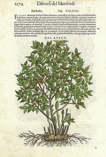 Butchers'-Broom, Ruscus aculeatus. Handcoloured woodblock print by Wolfgang Meyerpick after an illustration by Giorgio Liberale from Pietro Andrea Mattioli's Discorsi di P.A